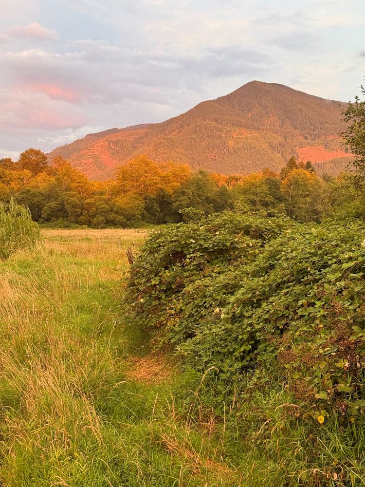 Evening light on a mountain above tall grass and blackberry hedges