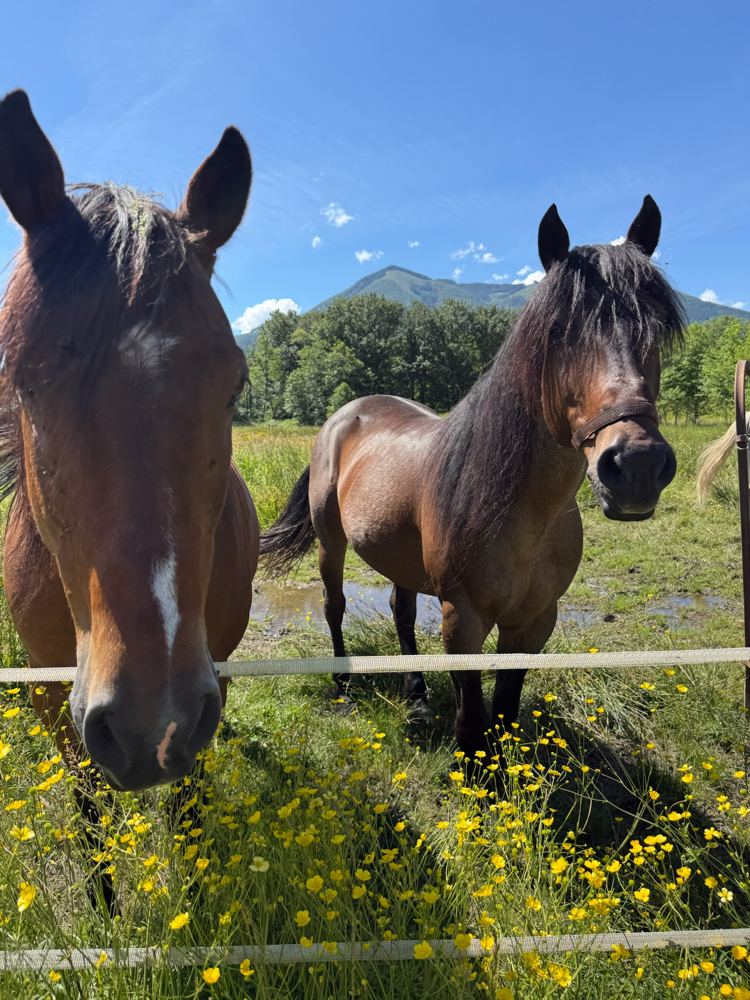 Two horses at the pasture fence, with buttercups and a mountain behind
