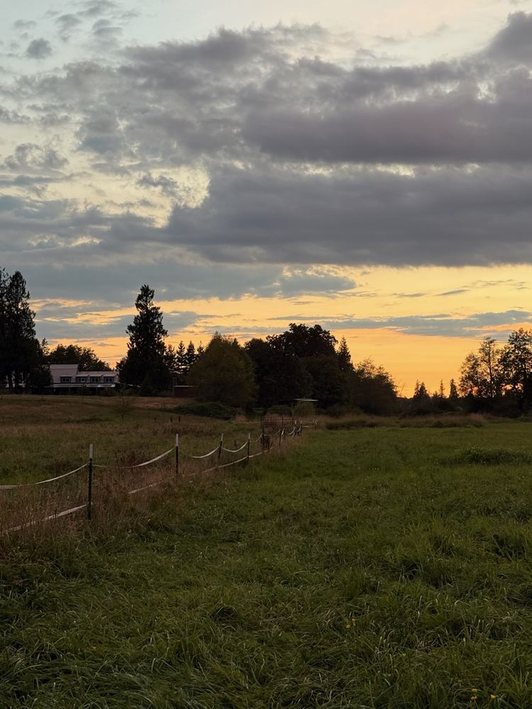 Sunset over a fenced pasture, with tall trees on the horizon